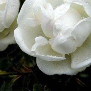 Meet your Posher, Kay